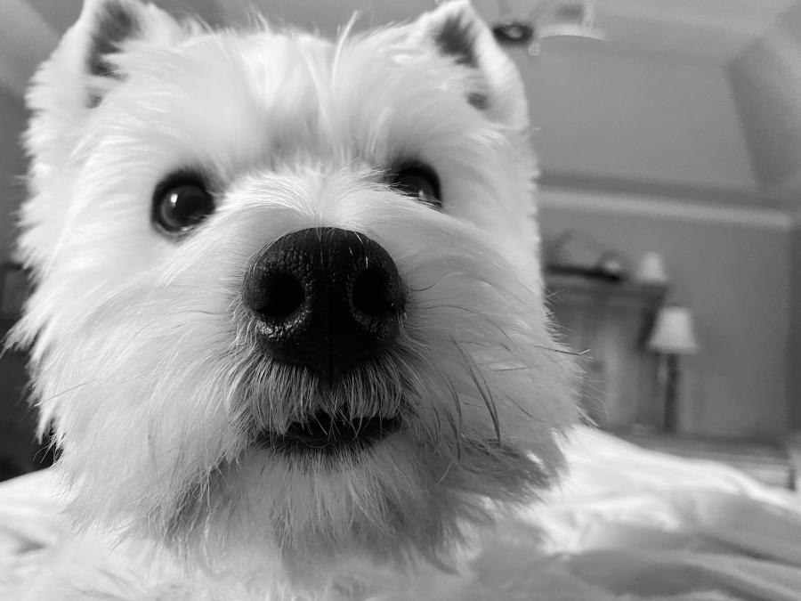 Westie Foundation Expands Canine Clinical Trial in Response to Worldwide Interest